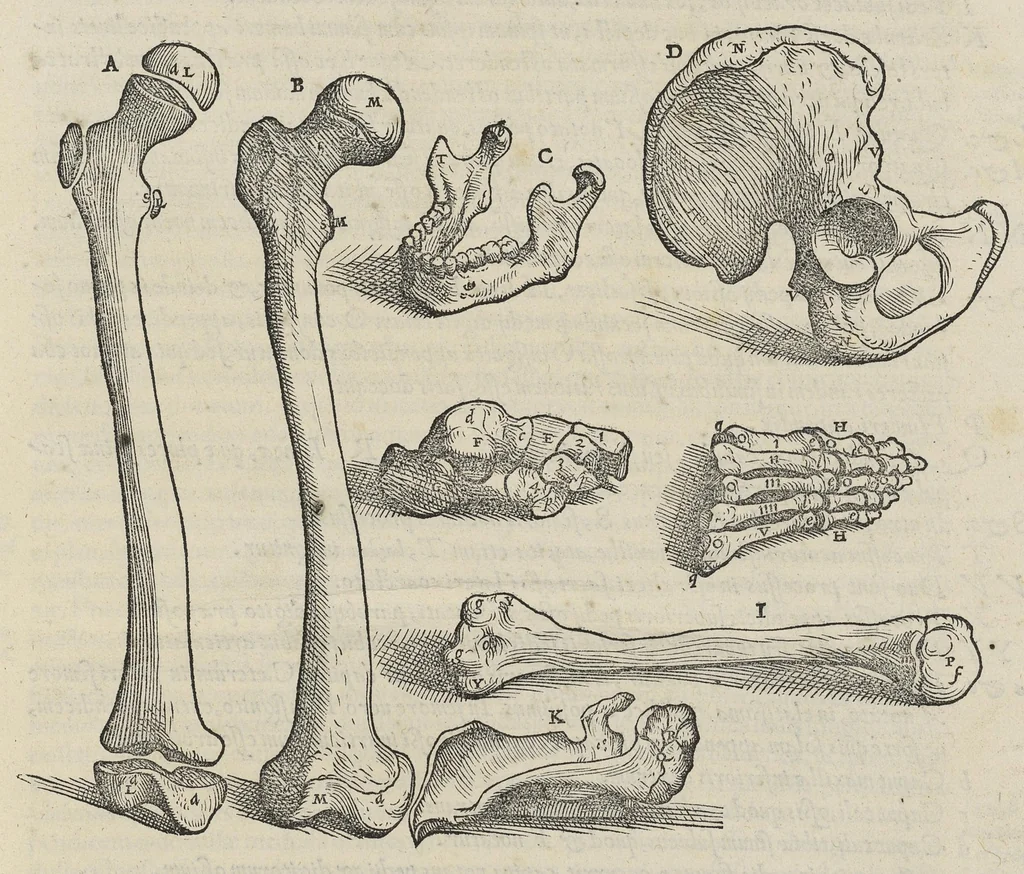 An illustration from Andreae Vesalii,... de Humani corporis fabrica libri septem..., 1543, leaf 26