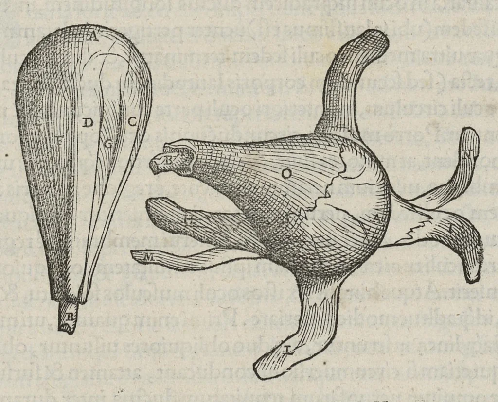 An illustration from Andreae Vesalii,... de Humani corporis fabrica libri septem..., 1543, leaf 260