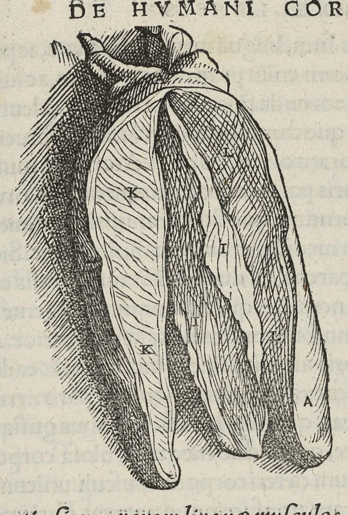 An illustration from Andreae Vesalii,... de Humani corporis fabrica libri septem..., 1543, leaf 274