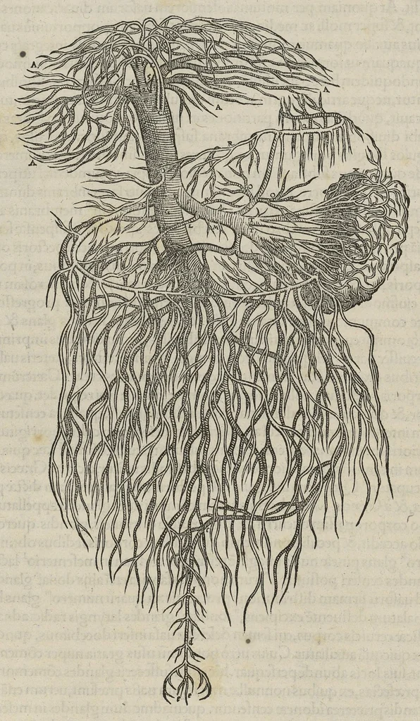 An illustration from Andreae Vesalii,... de Humani corporis fabrica libri septem..., 1543, leaf 383