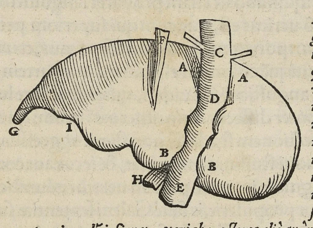 An illustration from Andreae Vesalii,... de Humani corporis fabrica libri septem..., 1543, leaf 398