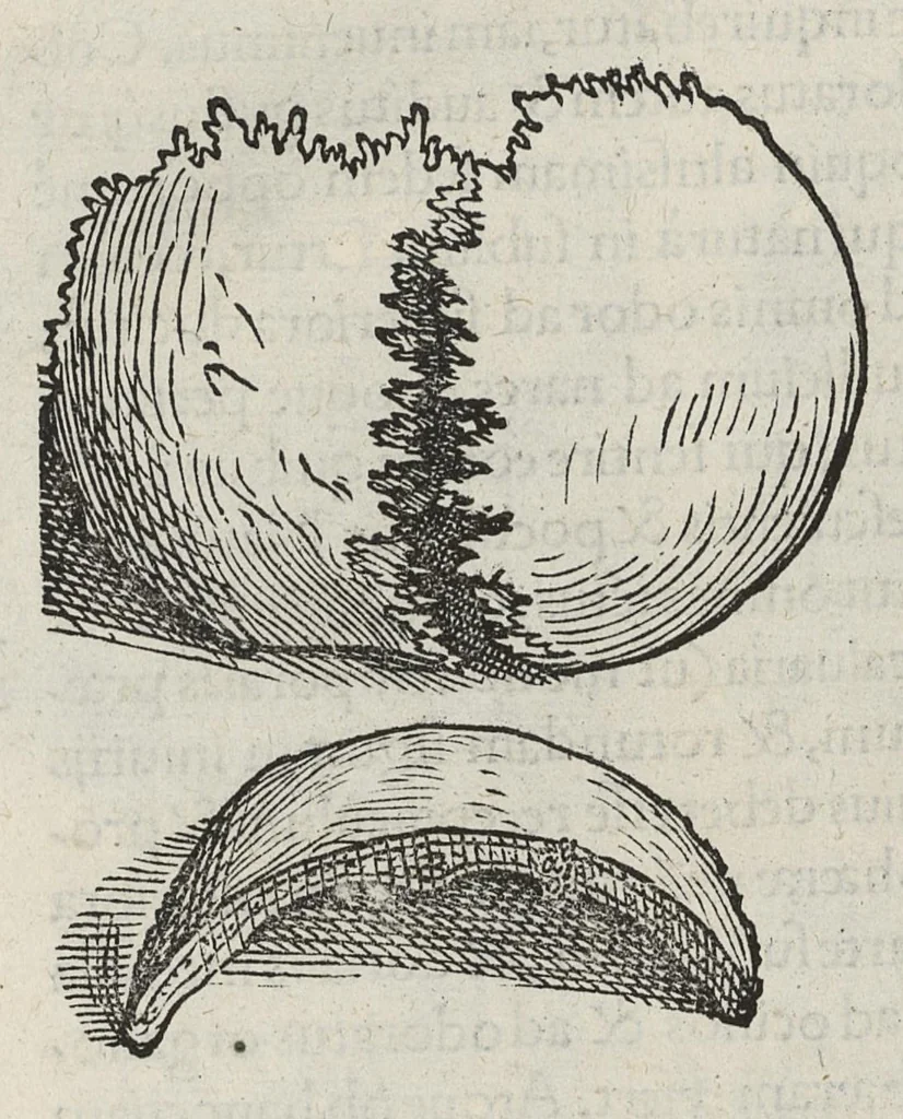 An illustration from Andreae Vesalii,... de Humani corporis fabrica libri septem..., 1543, leaf 41