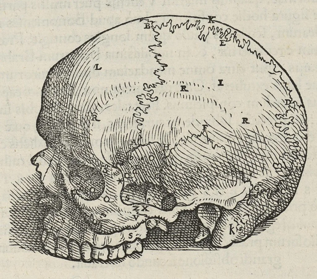 An illustration from Andreae Vesalii,... de Humani corporis fabrica libri septem..., 1543, leaf 41