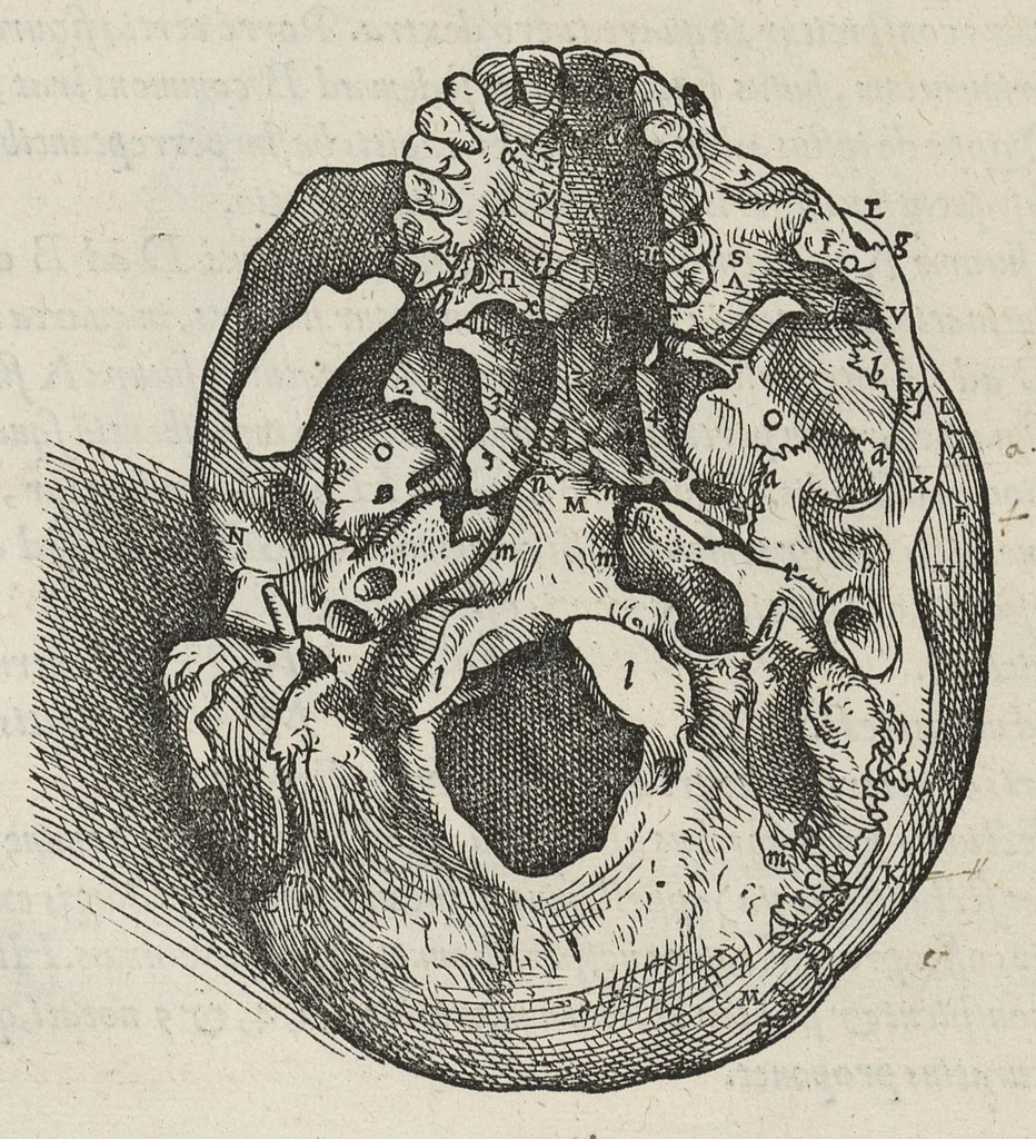 An illustration from Andreae Vesalii,... de Humani corporis fabrica libri septem..., 1543, leaf 43
