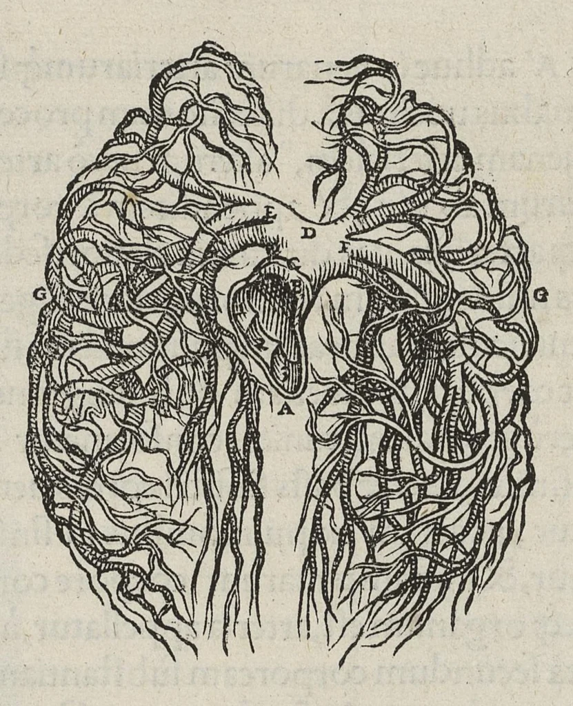 An illustration from Andreae Vesalii,... de Humani corporis fabrica libri septem..., 1543, leaf 432