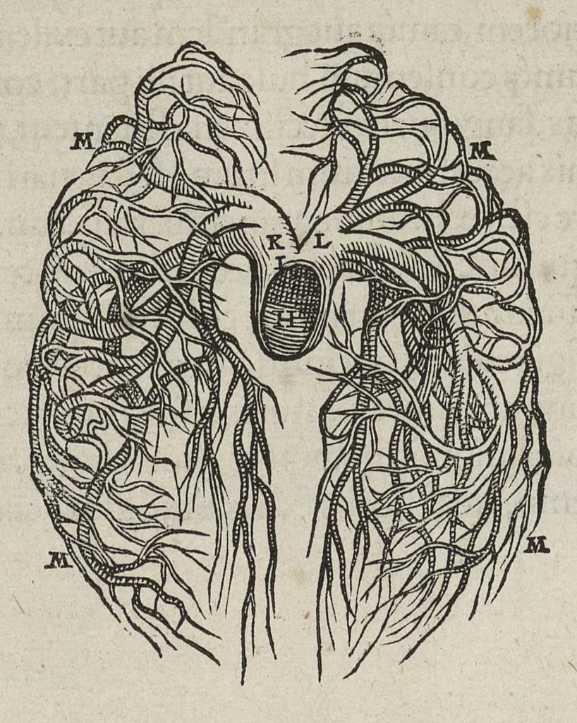An illustration from Andreae Vesalii,... de Humani corporis fabrica libri septem..., 1543, leaf 432