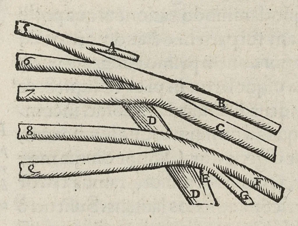 An illustration from Andreae Vesalii,... de Humani corporis fabrica libri septem..., 1543, leaf 467