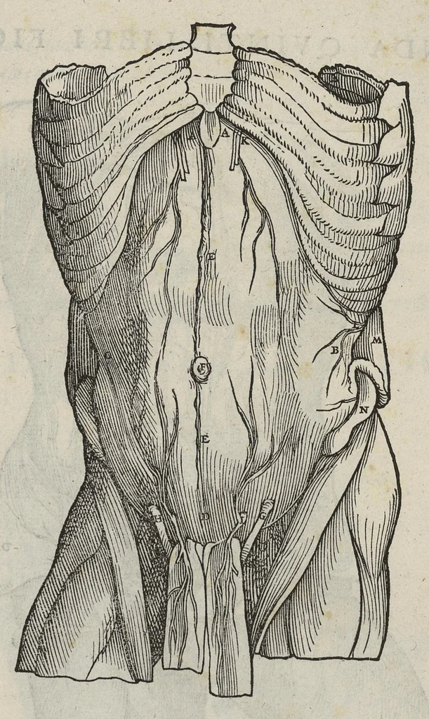 An illustration from Andreae Vesalii,... de Humani corporis fabrica libri septem..., 1543, leaf 478