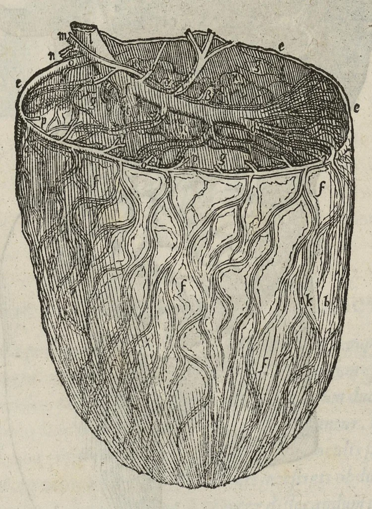 An illustration from Andreae Vesalii,... de Humani corporis fabrica libri septem..., 1543, leaf 481