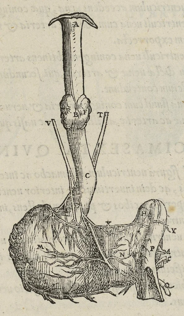 An illustration from Andreae Vesalii,... de Humani corporis fabrica libri septem..., 1543, leaf 490