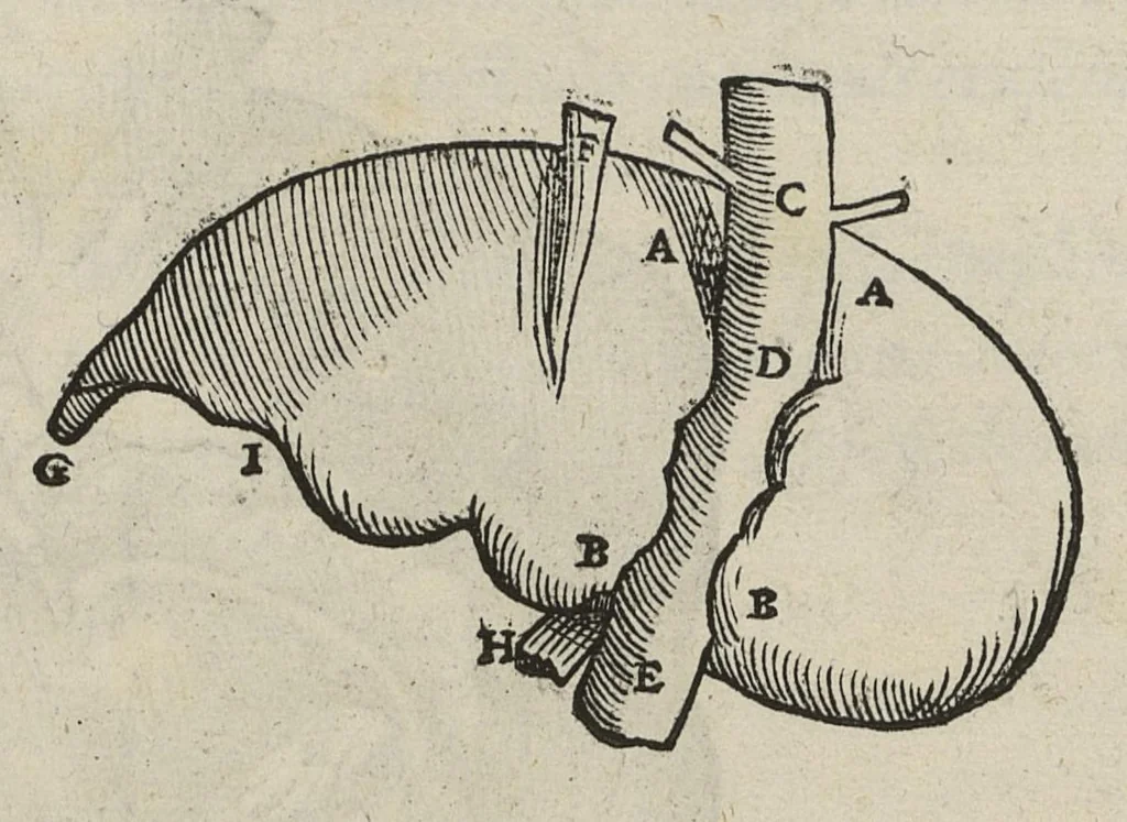 An illustration from Andreae Vesalii,... de Humani corporis fabrica libri septem..., 1543, leaf 492