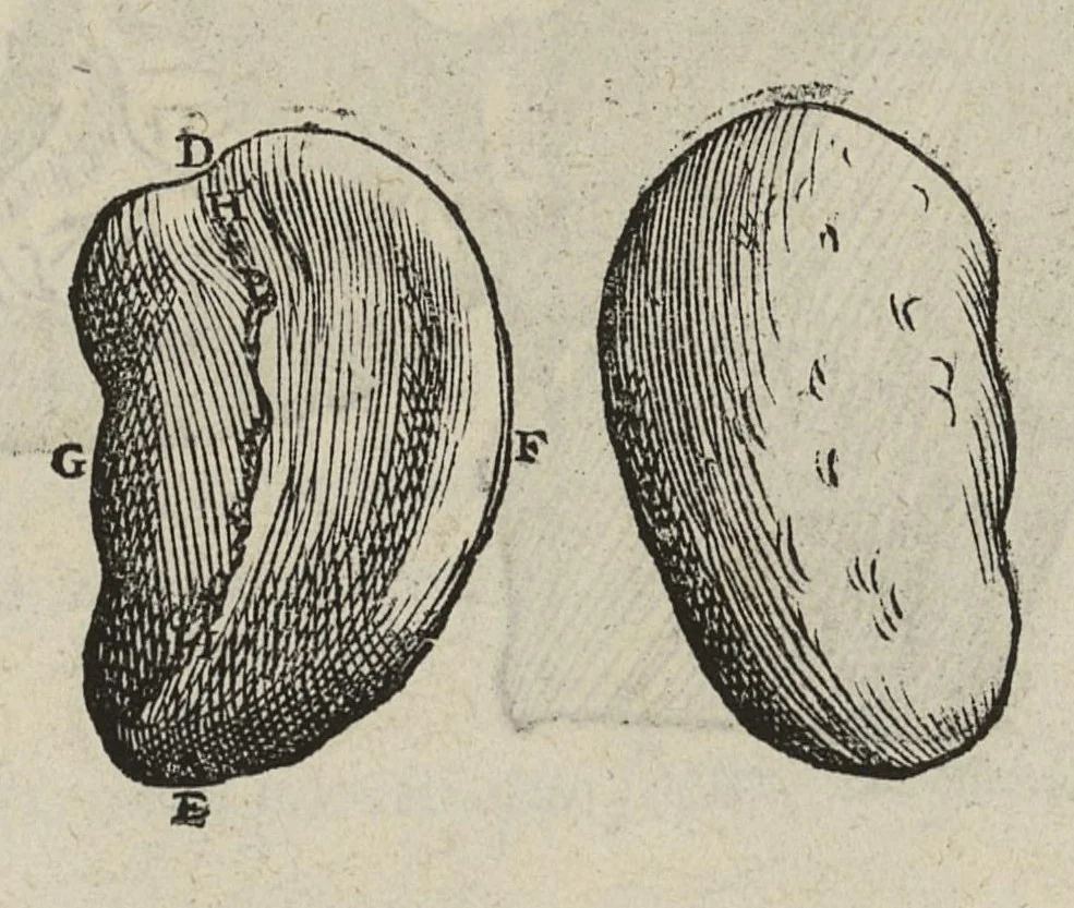 An illustration from Andreae Vesalii,... de Humani corporis fabrica libri septem..., 1543, leaf 492