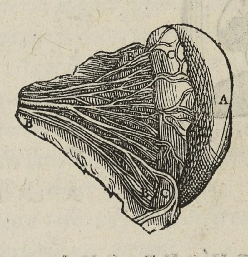 An illustration from Andreae Vesalii,... de Humani corporis fabrica libri septem..., 1543, leaf 492