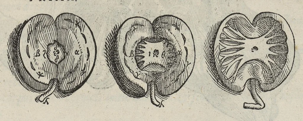 An illustration from Andreae Vesalii,... de Humani corporis fabrica libri septem..., 1543, leaf 494
