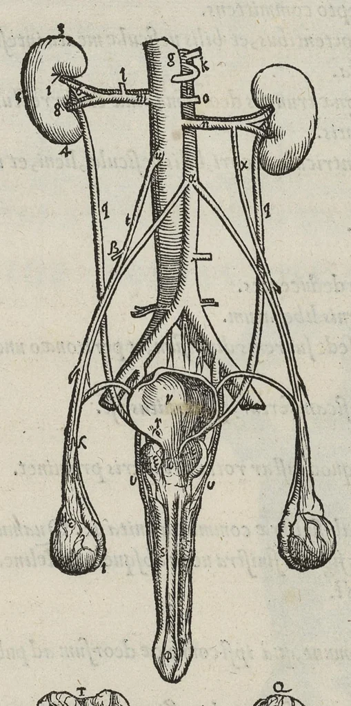 An illustration from Andreae Vesalii,... de Humani corporis fabrica libri septem..., 1543, leaf 497