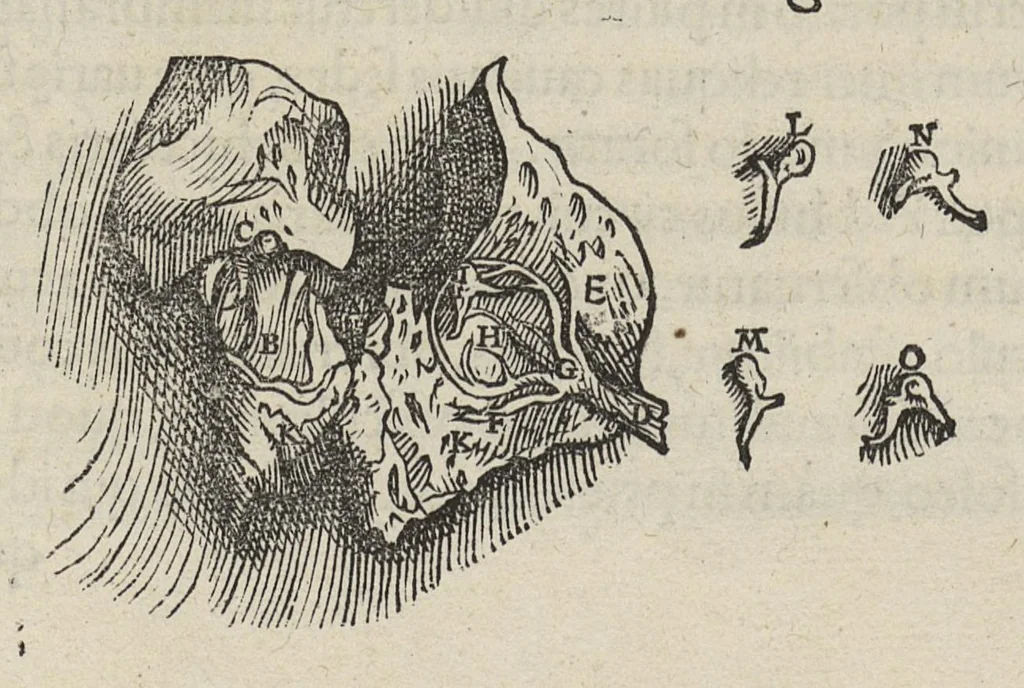 An illustration from Andreae Vesalii,... de Humani corporis fabrica libri septem..., 1543, leaf 54