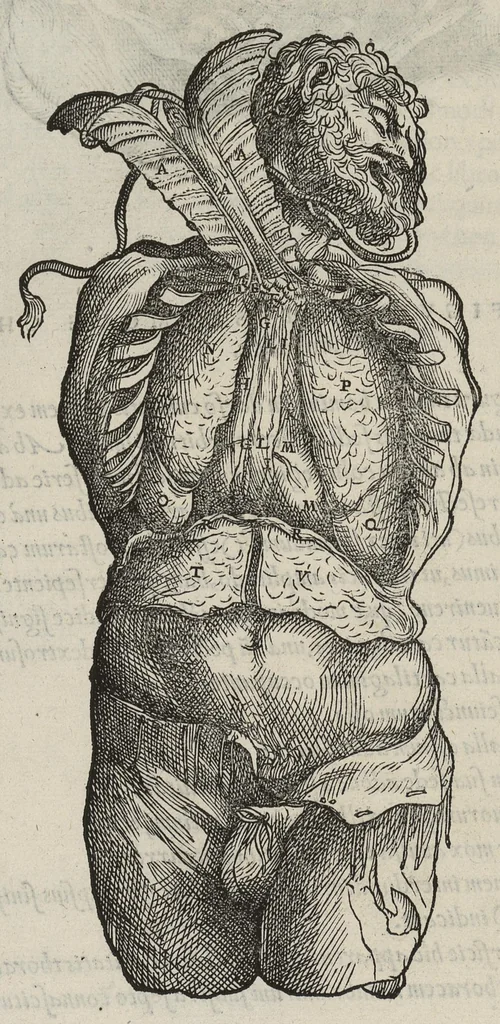 An illustration from Andreae Vesalii,... de Humani corporis fabrica libri septem..., 1543, leaf 583