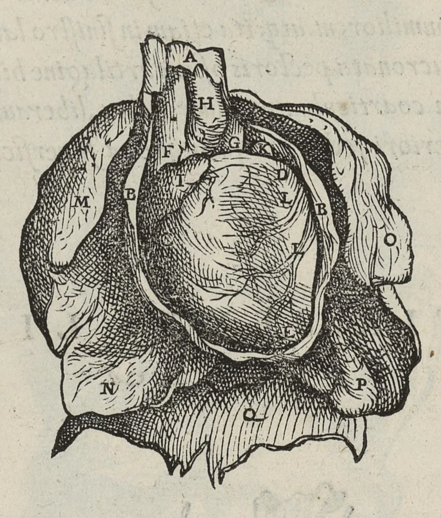 An illustration from Andreae Vesalii,... de Humani corporis fabrica libri septem..., 1543, leaf 585