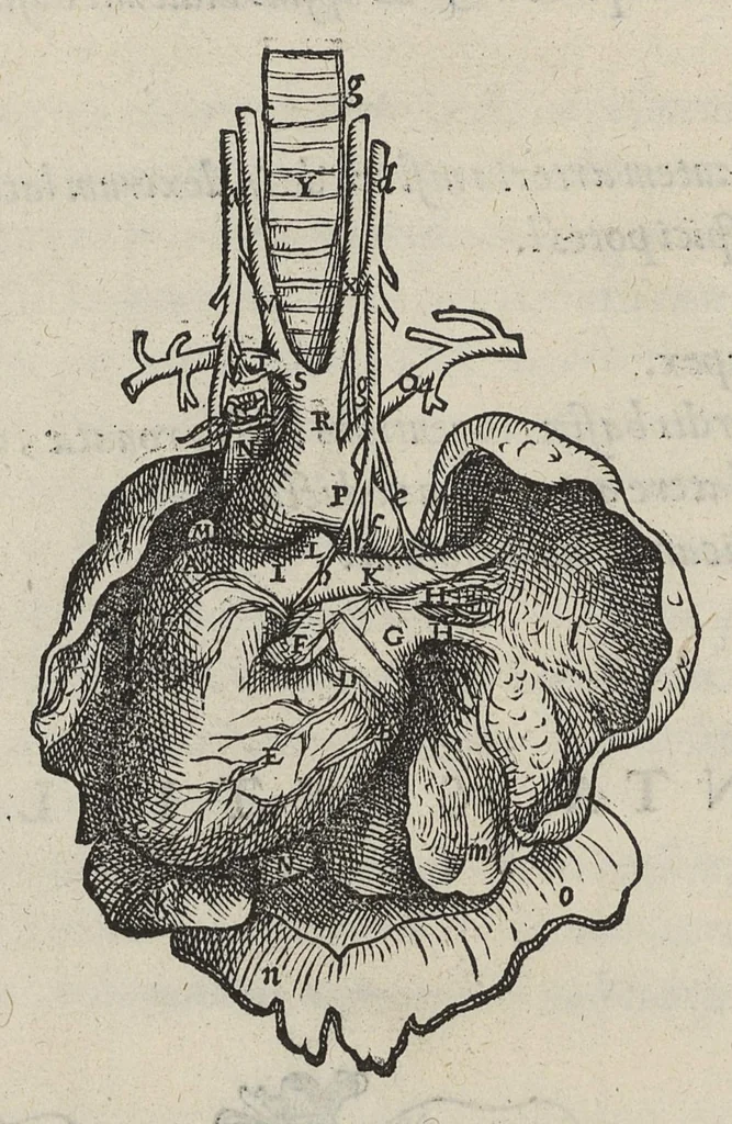 An illustration from Andreae Vesalii,... de Humani corporis fabrica libri septem..., 1543, leaf 587