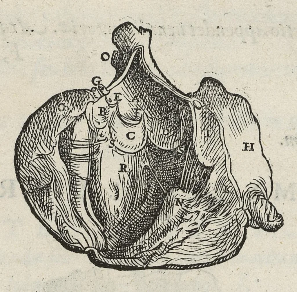 An illustration from Andreae Vesalii,... de Humani corporis fabrica libri septem..., 1543, leaf 590