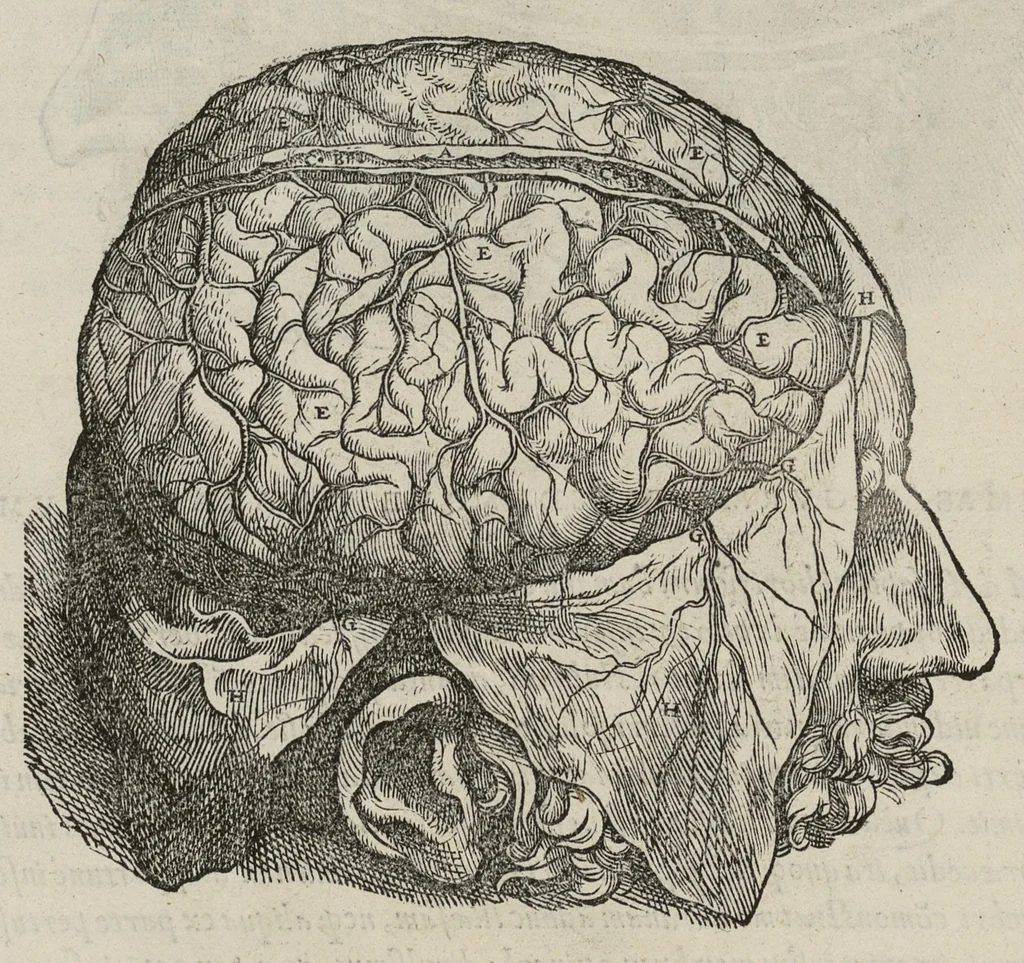 An illustration from Andreae Vesalii,... de Humani corporis fabrica libri septem..., 1543, leaf 629