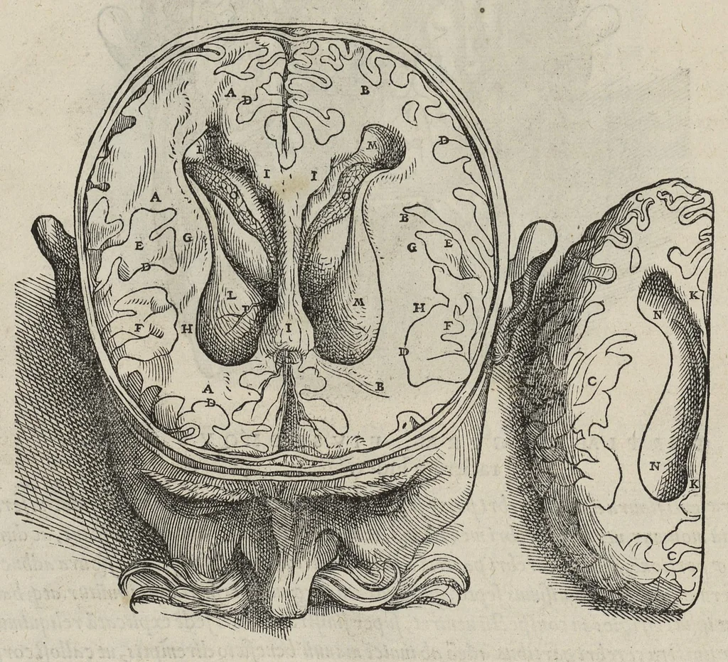 An illustration from Andreae Vesalii,... de Humani corporis fabrica libri septem..., 1543, leaf 631