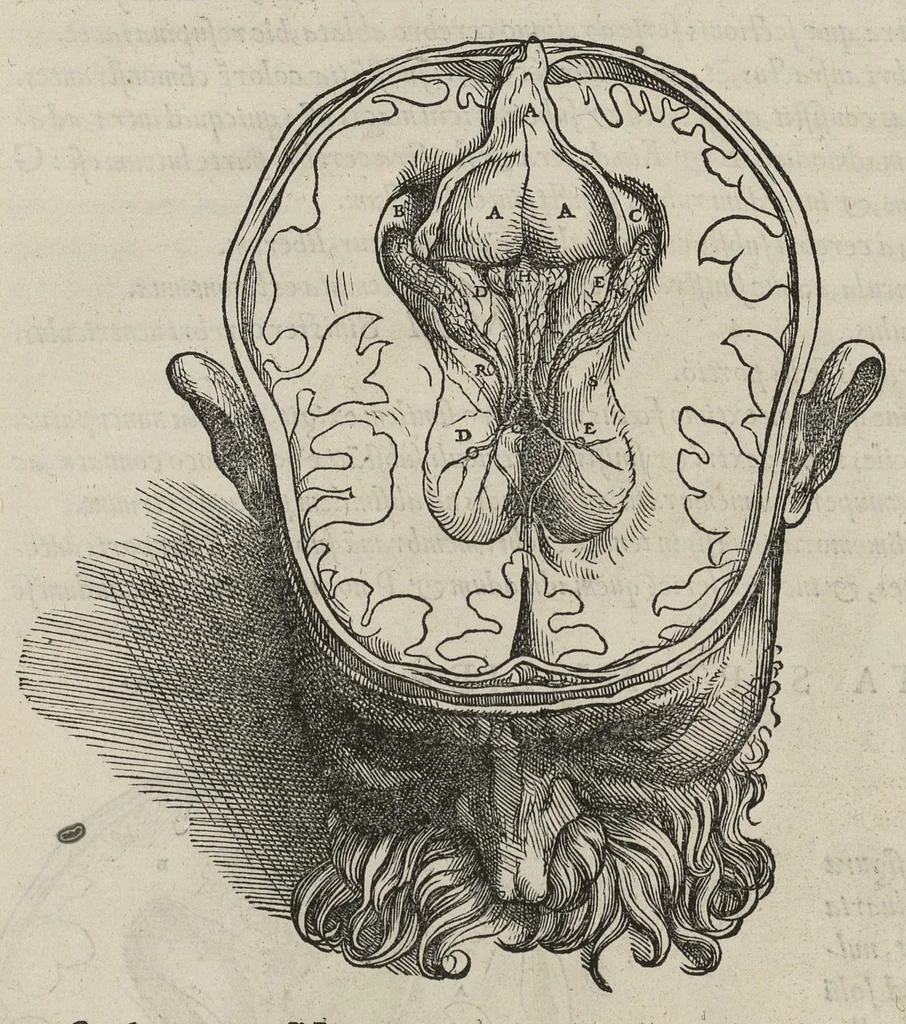 An illustration from Andreae Vesalii,... de Humani corporis fabrica libri septem..., 1543, leaf 633