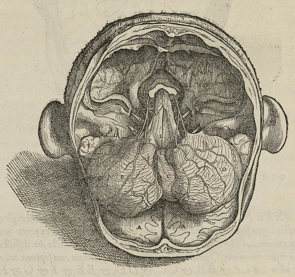 An illustration from Andreae Vesalii,... de Humani corporis fabrica libri septem..., 1543, leaf 637