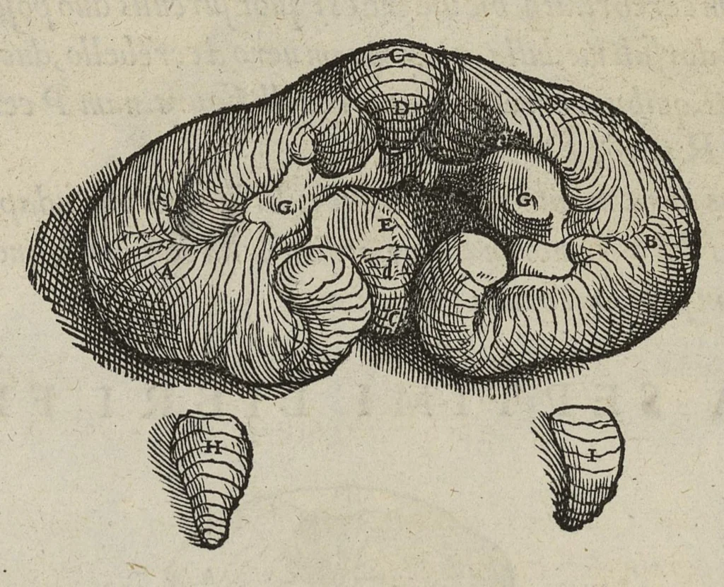 An illustration from Andreae Vesalii,... de Humani corporis fabrica libri septem..., 1543, leaf 639
