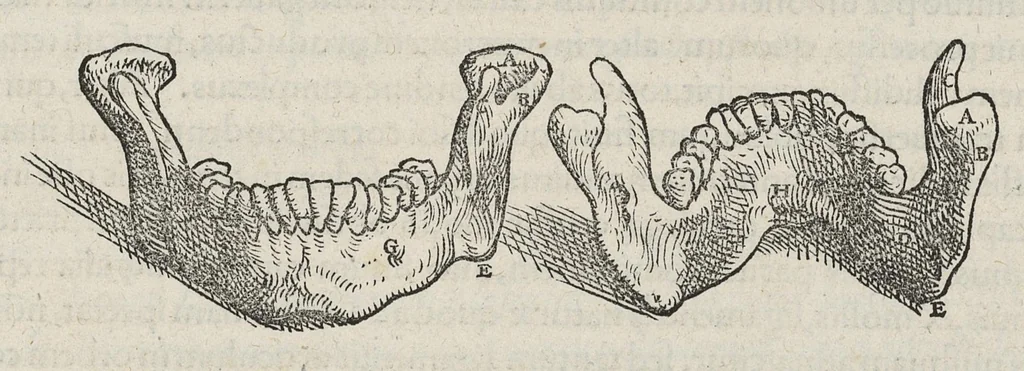 An illustration from Andreae Vesalii,... de Humani corporis fabrica libri septem..., 1543, leaf 64