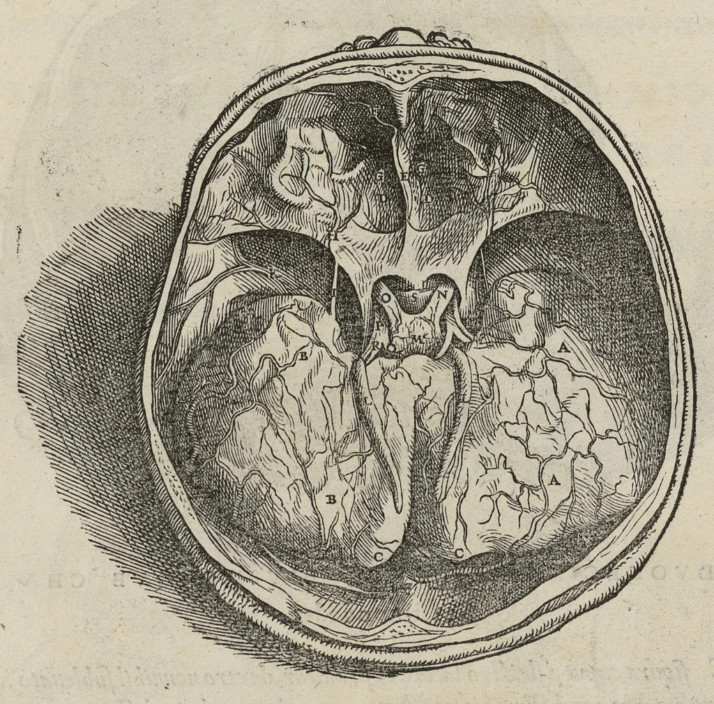 An illustration from Andreae Vesalii,... de Humani corporis fabrica libri septem..., 1543, leaf 641