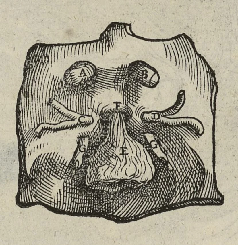 An illustration from Andreae Vesalii,... de Humani corporis fabrica libri septem..., 1543, leaf 643