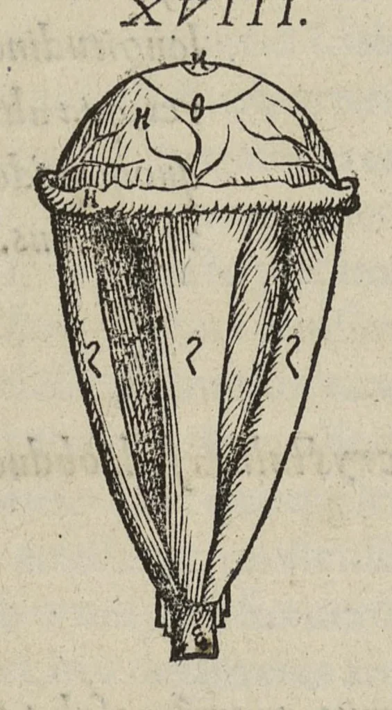 An illustration from Andreae Vesalii,... de Humani corporis fabrica libri septem..., 1543, leaf 667