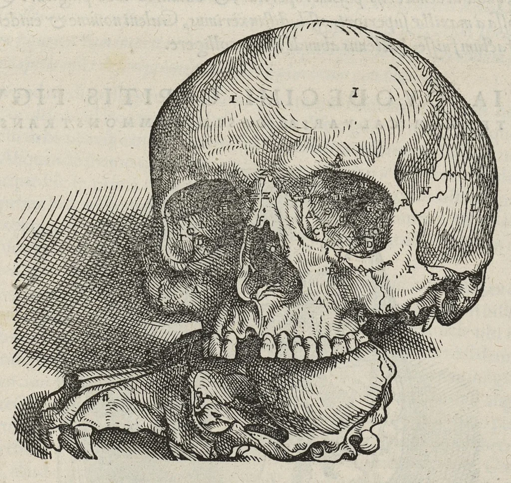 An illustration from Andreae Vesalii,... de Humani corporis fabrica libri septem..., 1543, leaf 68