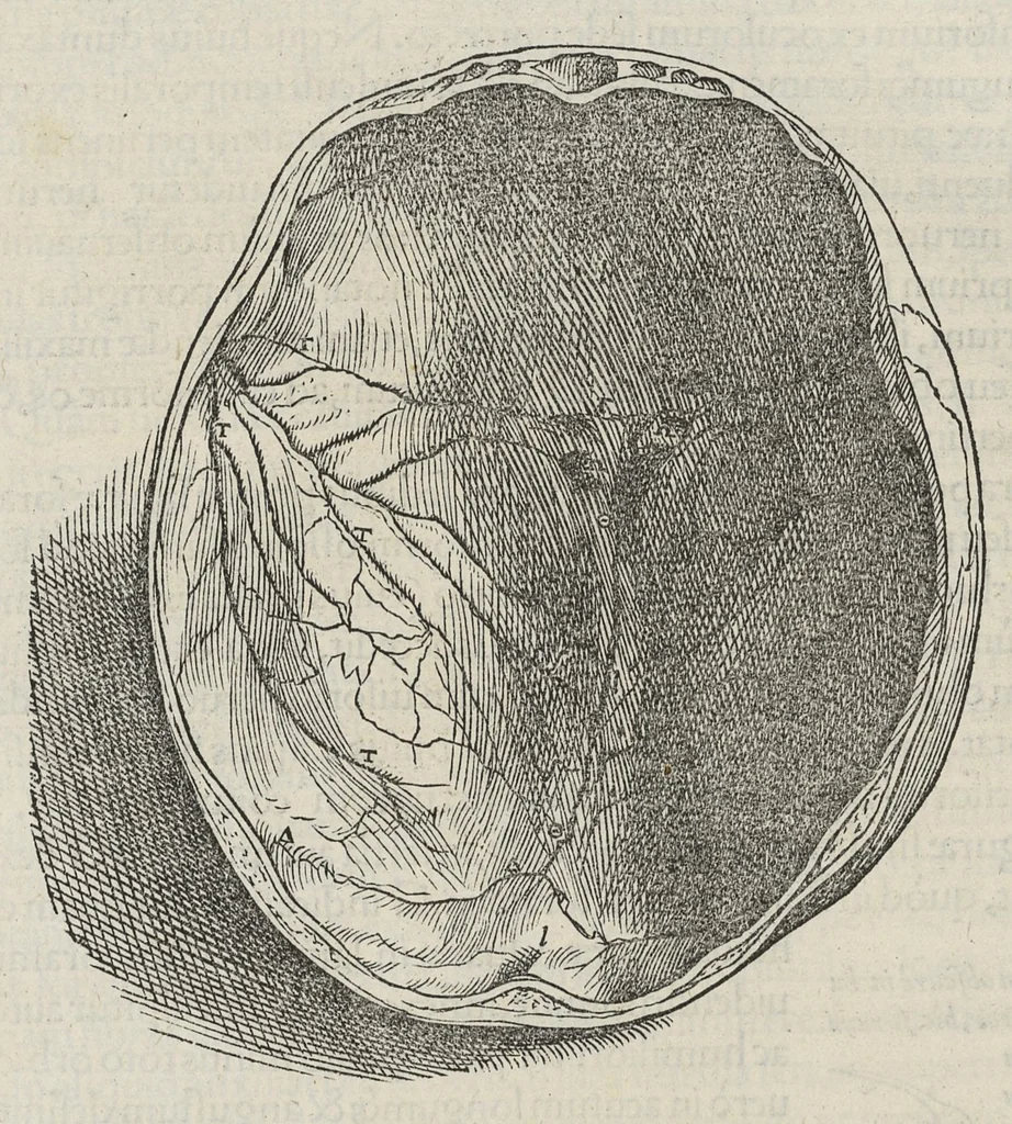 An illustration from Andreae Vesalii,... de Humani corporis fabrica libri septem..., 1543, leaf 70