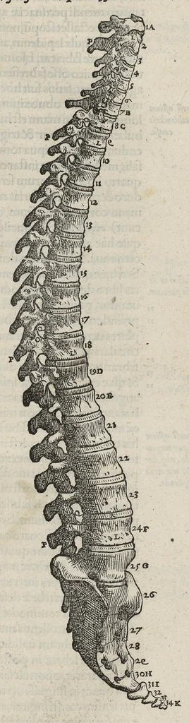 An illustration from Andreae Vesalii,... de Humani corporis fabrica libri septem..., 1543, leaf 78