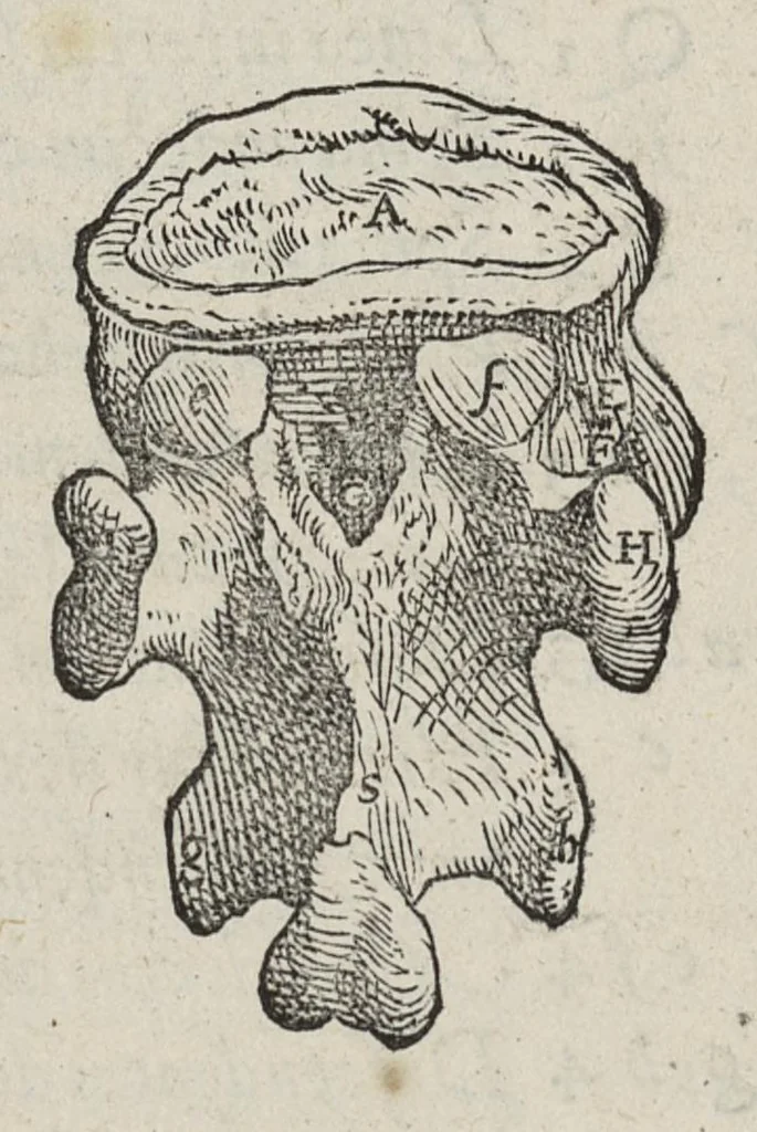 An illustration from Andreae Vesalii,... de Humani corporis fabrica libri septem..., 1543, leaf 92