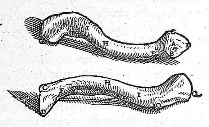 An illustration from Andreae Vesalii,... de Humani corporis fabrica libri septem..., 1555, leaf 135