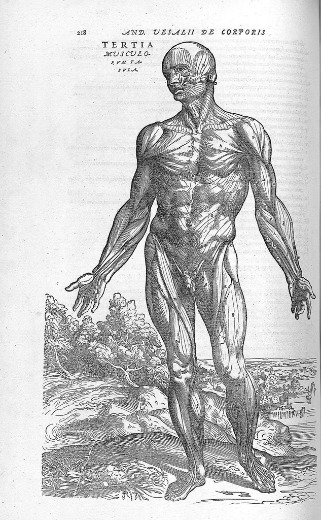An illustration from Andreae Vesalii,... de Humani corporis fabrica libri septem..., 1555, leaf 229