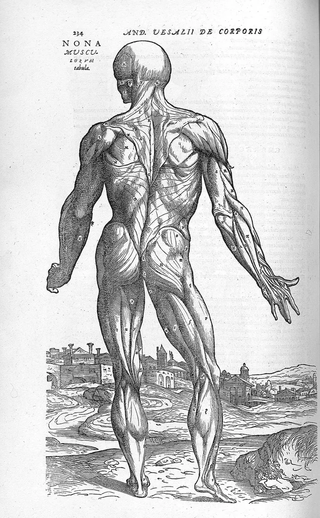 An illustration from Andreae Vesalii,... de Humani corporis fabrica libri septem..., 1555, leaf 245