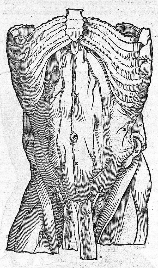 An illustration from Andreae Vesalii,... de Humani corporis fabrica libri septem..., 1555, leaf 564