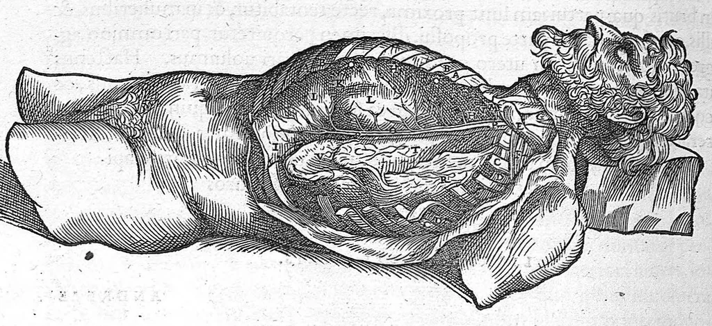 An illustration from Andreae Vesalii,... de Humani corporis fabrica libri septem..., 1555, leaf 707