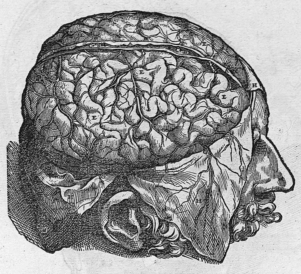 An illustration from Andreae Vesalii,... de Humani corporis fabrica libri septem..., 1555, leaf 766