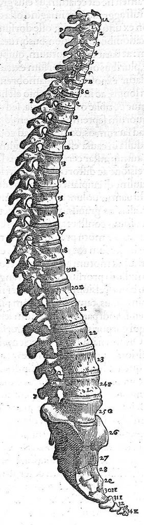 An illustration from Andreae Vesalii,... de Humani corporis fabrica libri septem..., 1555, leaf 82