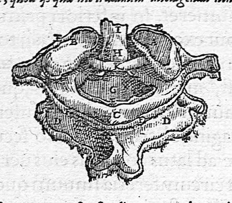 An illustration from Andreae Vesalii,... de Humani corporis fabrica libri septem..., 1555, leaf 91