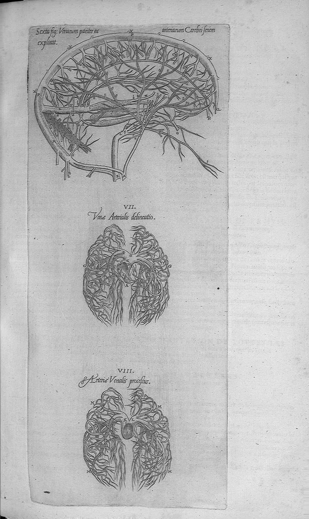 An illustration from Les portraits anatomiques de toutes les parties du corps humain, gravez en taille douce, par le commandement de feu Henry huictiesme, Roy d’Angleterre. Ensemble l’Abbregé d’André Vesal, et l’explication d’iceux, accompagnee d’une declaration Anatomique. Par Jaques Grevin, de Clermont en Beauvoisis, Medecin à Paris,, 1569, leaf 100