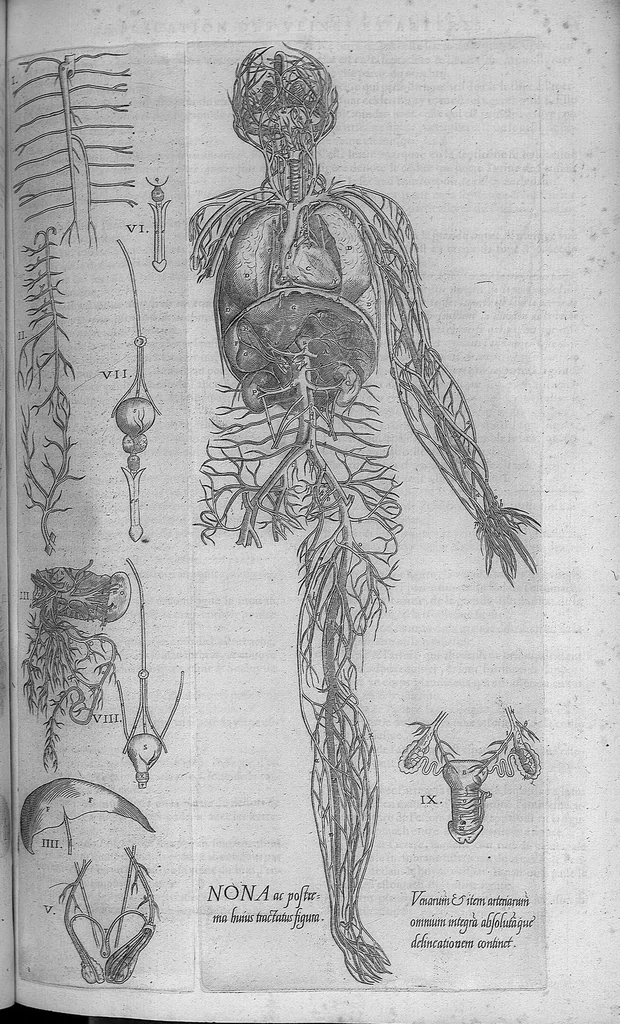 An illustration from Les portraits anatomiques de toutes les parties du corps humain, gravez en taille douce, par le commandement de feu Henry huictiesme, Roy d’Angleterre. Ensemble l’Abbregé d’André Vesal, et l’explication d’iceux, accompagnee d’une declaration Anatomique. Par Jaques Grevin, de Clermont en Beauvoisis, Medecin à Paris,, 1569, leaf 103