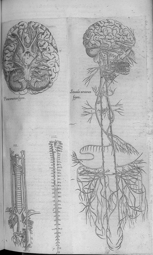 An illustration from Les portraits anatomiques de toutes les parties du corps humain, gravez en taille douce, par le commandement de feu Henry huictiesme, Roy d’Angleterre. Ensemble l’Abbregé d’André Vesal, et l’explication d’iceux, accompagnee d’une declaration Anatomique. Par Jaques Grevin, de Clermont en Beauvoisis, Medecin à Paris,, 1569, leaf 108