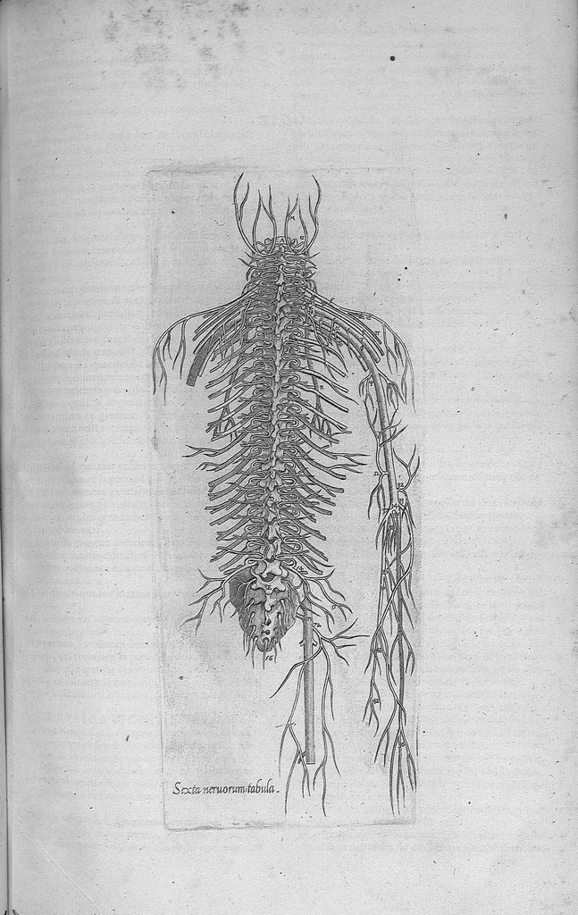 An illustration from Les portraits anatomiques de toutes les parties du corps humain, gravez en taille douce, par le commandement de feu Henry huictiesme, Roy d’Angleterre. Ensemble l’Abbregé d’André Vesal, et l’explication d’iceux, accompagnee d’une declaration Anatomique. Par Jaques Grevin, de Clermont en Beauvoisis, Medecin à Paris,, 1569, leaf 114