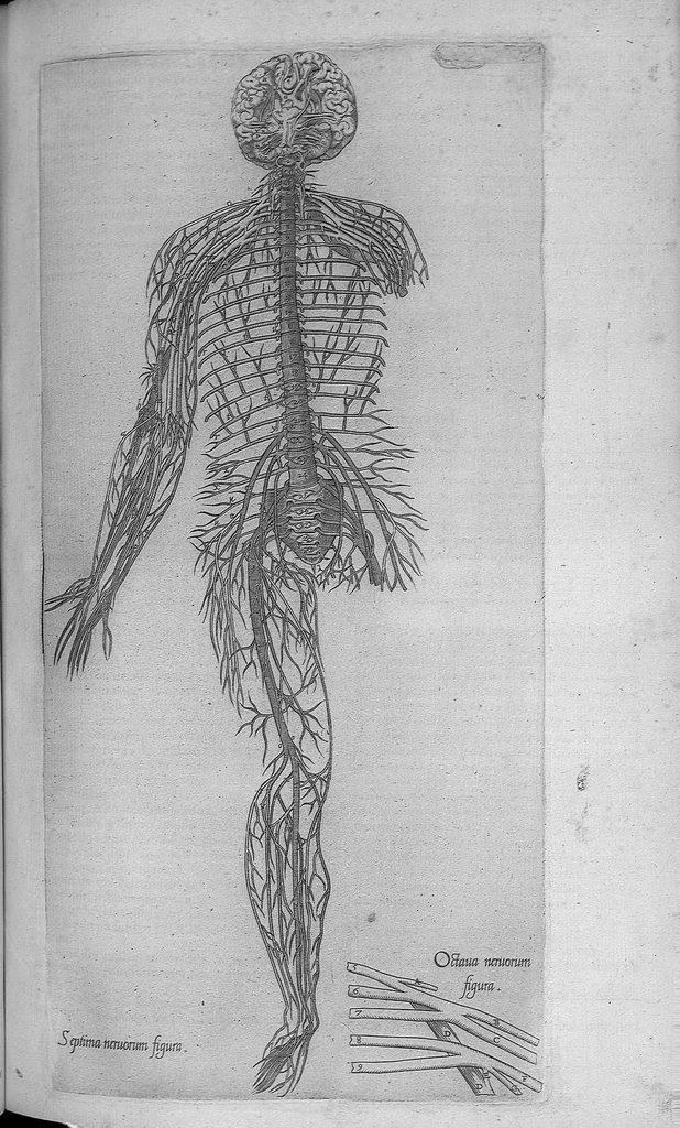 An illustration from Les portraits anatomiques de toutes les parties du corps humain, gravez en taille douce, par le commandement de feu Henry huictiesme, Roy d’Angleterre. Ensemble l’Abbregé d’André Vesal, et l’explication d’iceux, accompagnee d’une declaration Anatomique. Par Jaques Grevin, de Clermont en Beauvoisis, Medecin à Paris,, 1569, leaf 117